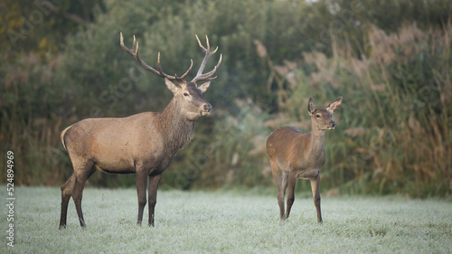 Couple of red deer, cervus elaphus, looking aside and breathing vapor in cold morning. Two wild mammals with brown fur observing. Autumn atmosphere with mist and animal wildlife.