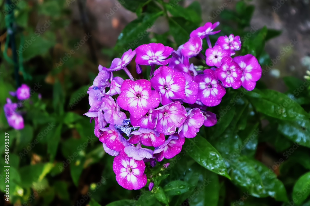 Phlox, Blüten, Blumen, Sommer, Garten