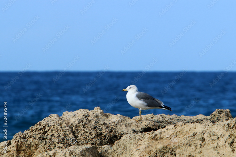 A seagull sits on the shore of the Mediterranean Sea. A seagull sits on the shore of the Mediterranean Sea.