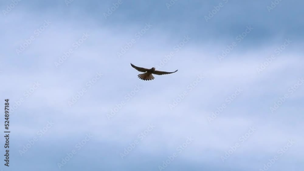 Flying falcon and hunting falconidae shaking in flight looking for prey