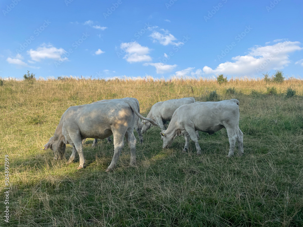 kühe, kuh, nutztier, tierhaltung, freiland, bauernhof, kühe, kuh, nutztier, tierhaltung, freiland, bauernhof,