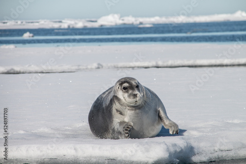Seal rests on edge of ice floe in norwegian arctic waters
