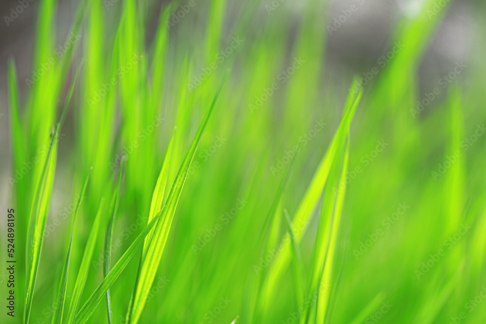 Green grass on bokeh background defocused. Plants in the meadow close-up in blur