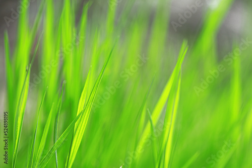 Green grass on bokeh background defocused. Plants in the meadow close-up in blur
