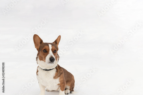 Welsh Corgi Pembroke. Animal themes. Thoroughbred dog in winter. Copy space