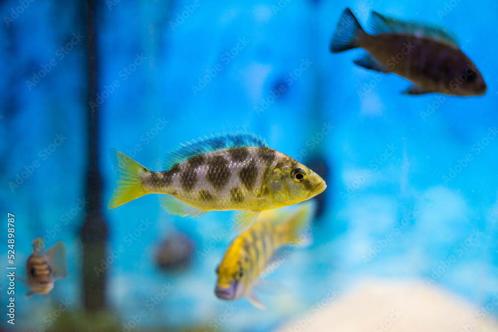 beautiful colored fish in the aquarium beautiful colored fish in the aquarium