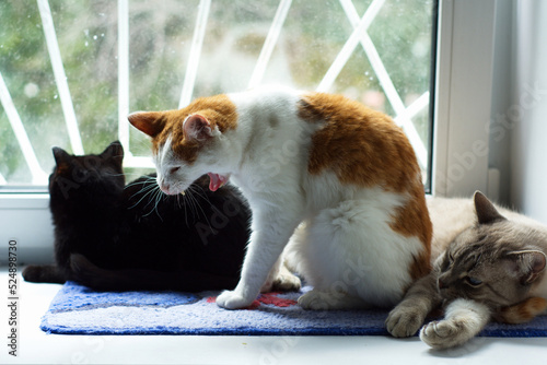 An old red-and-white cat yawns against the background of the window
