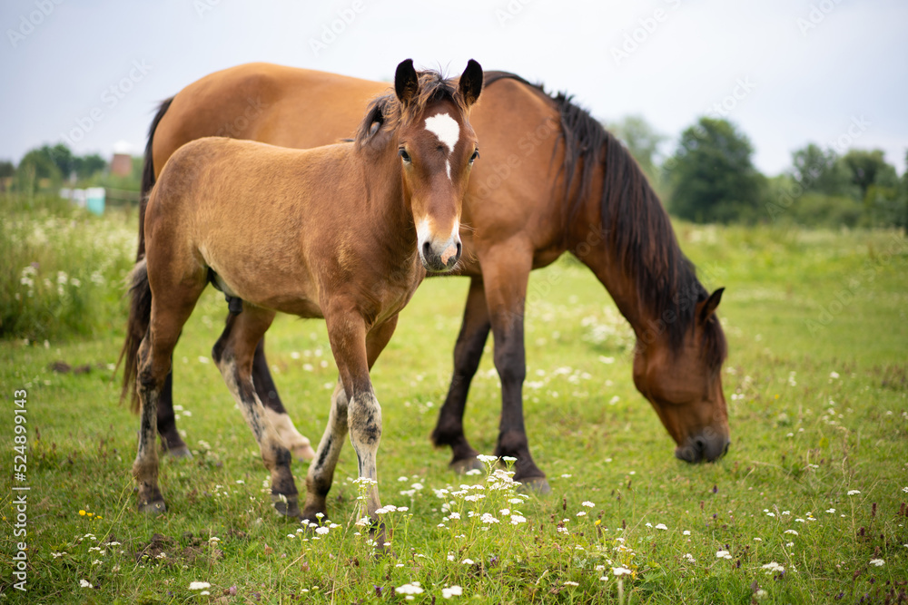 beautiful horses graze in the pasture