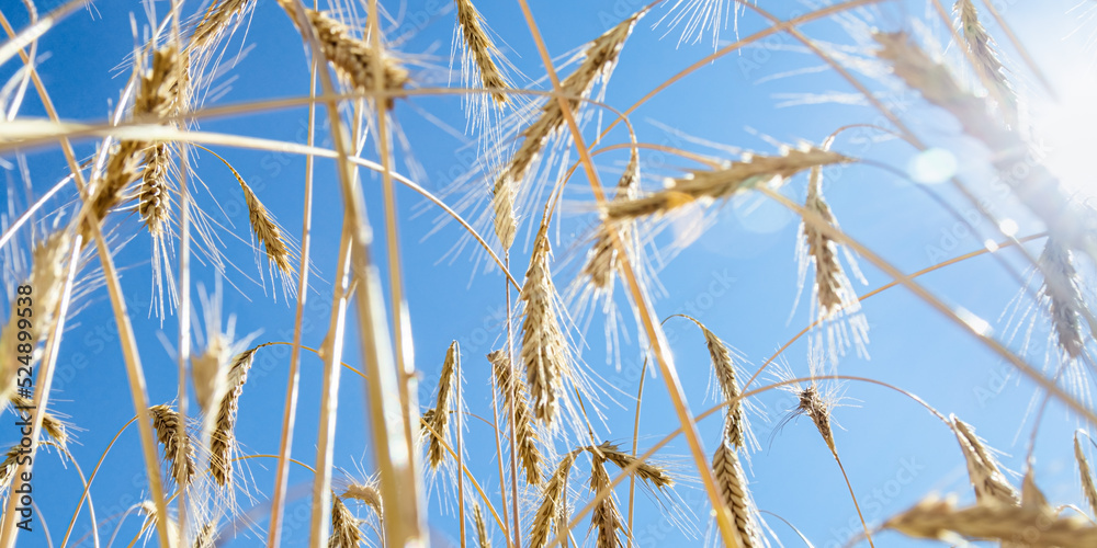 Grain crops on field against blue sky. View below of grains crop on