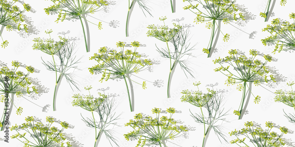 Flowering fresh dill, nature umbrella flower of herb Dill isolated on white. Natural pattern with spicy herb fennel. Natural minimal still life wallpaper banner with inflorescence of fennel