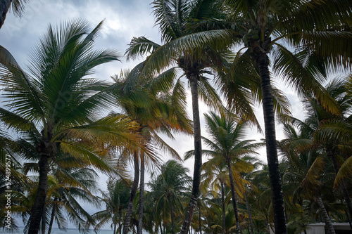 Some palm trees typical of the Mexican Caribbean