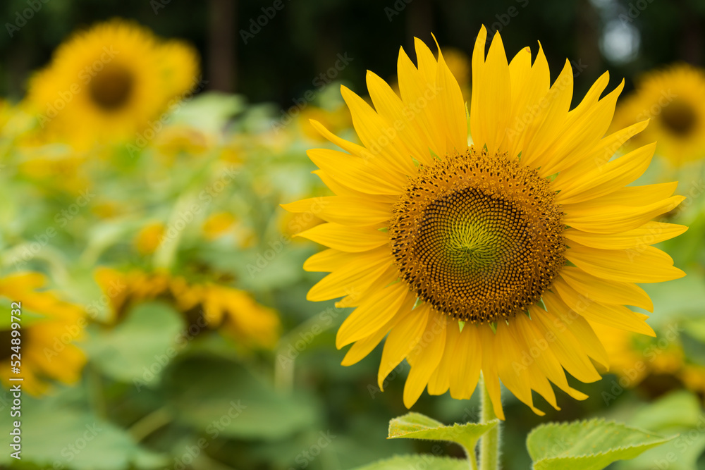 Beautiful sunflower blooming in the field on a sunny day with a natural background. Selective focus..Yellow flower garden and copy space.