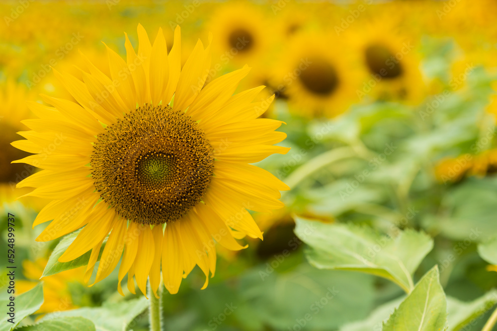 Naklejka premium Beautiful sunflower blooming in the field on a sunny day with a natural background. Selective focus..Yellow flower garden and copy space.