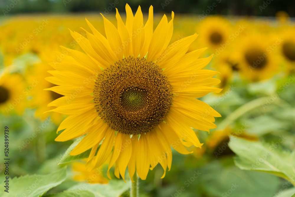 Obraz premium Beautiful sunflower blooming in the field on a sunny day with a natural background. Selective focus..Yellow flower garden and copy space.