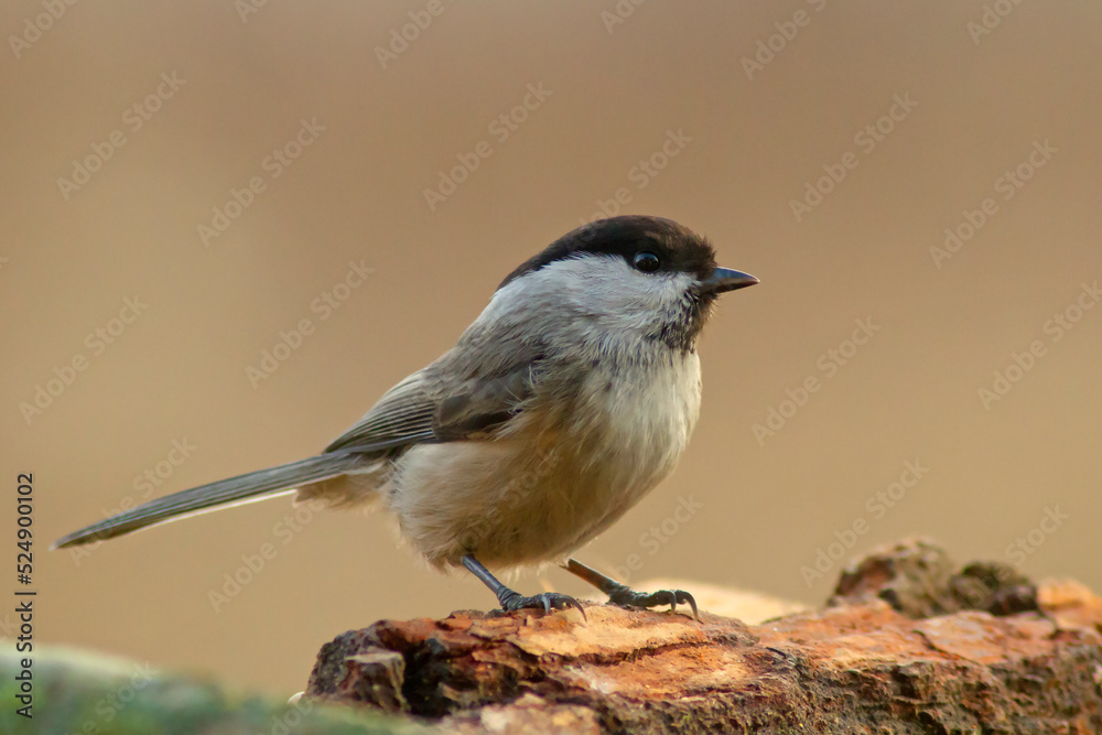 Fototapeta premium Czarnogłówka (Poecile montanus)