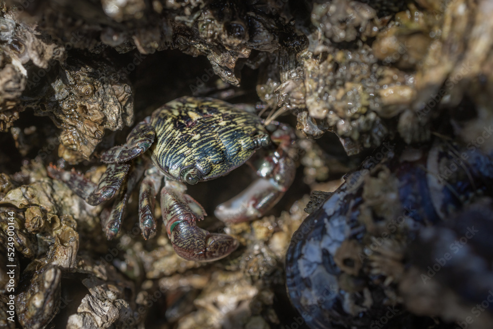 Pachygrapsus crassipes otherwise known as the striped shore crab or lined shore crab hiding in the barnacles on the Oregon Coast 