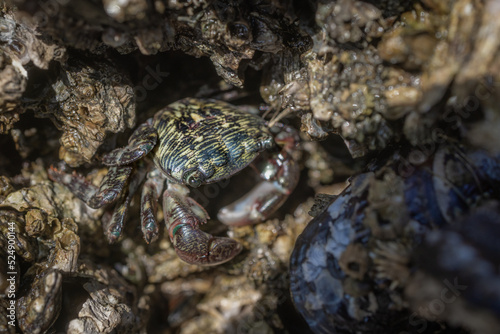 Pachygrapsus crassipes otherwise known as the striped shore crab or lined shore crab hiding in the barnacles on the Oregon Coast 