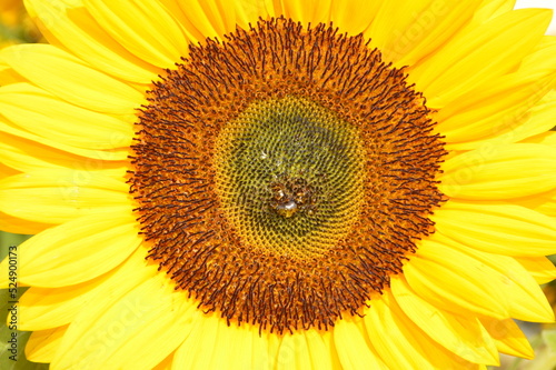 sunflower close up