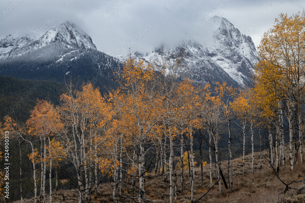 A moody fall day in the sawtooth mountain range of Idaho looking at aspen trees with the mountains in the background A moody fall day in the sawtooth mountain range of Idaho looking at aspen trees with the mountains in the background