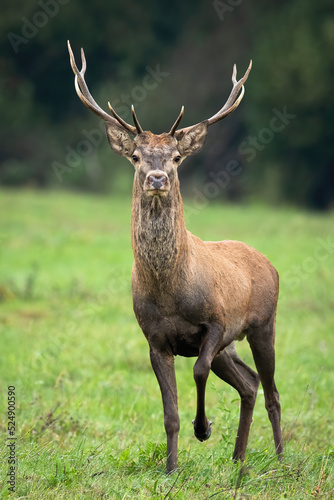 Surprised young red deer, cervus elaphus, stag approaching from front view on a meadow with green grass . Curious male mammal with antlers walking forward in vertical composition. Animal wildlife.