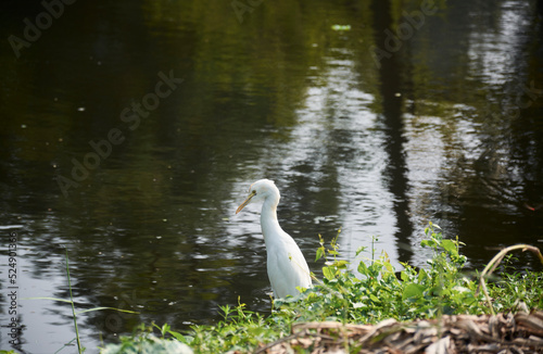 A white feathered Indian egret  Egretta garzetta  waiting for fish  or food  near a waterbody  pond   inside AJC Bose Indian Botanical garden. The horticulture garden is living place for varieties of 