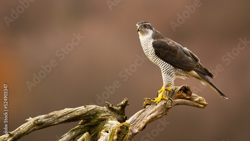 Northern goshawk, accipiter gentilis, sitting on a branch in autumn forest. Wild bird of prey with orange eye perched on a tree with blurred background and space for text.