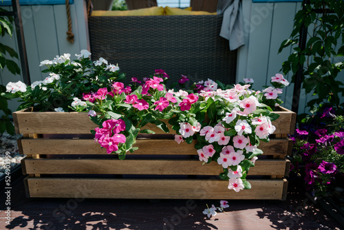 Colourful petunia flowers in vibrant pink and purple colors in decorative flower pot close up