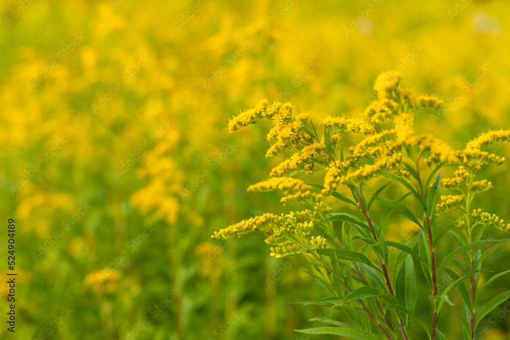 Canada goldenrod bushes blooming. Solidago canadensis causing allergy summer and autumn. Canada goldenrod is a dangerous weed. its pollen causes a strong allergy at the mouth during flowering.