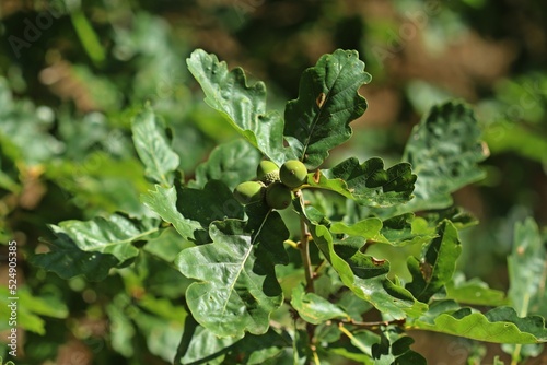 Trauben-Eiche (Quercus petraea) mit Eicheln