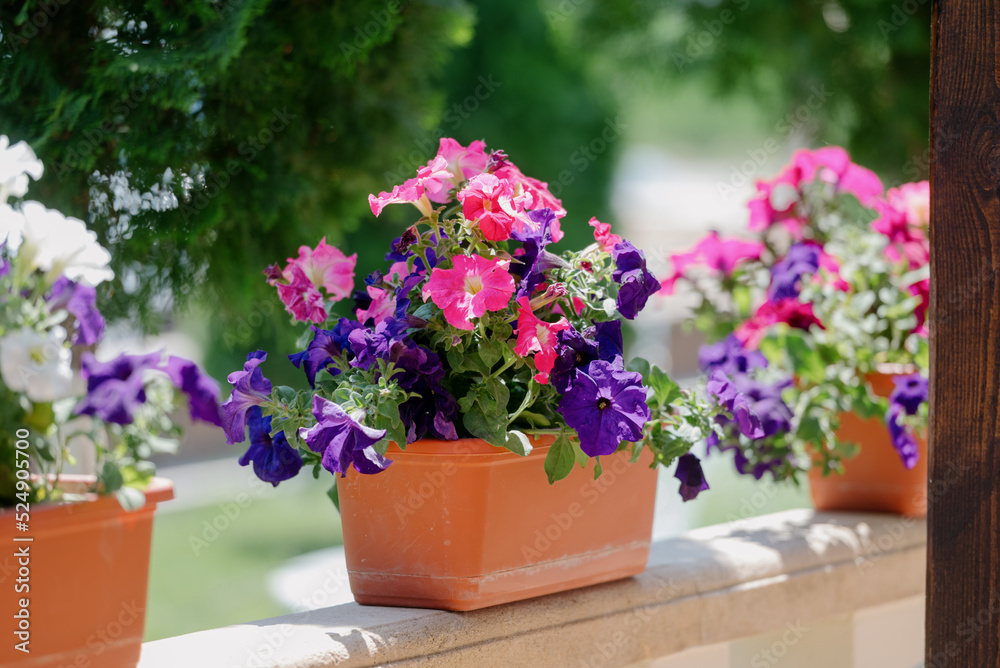 Colourful petunia flowers in vibrant pink and purple colors in decorative flower pot close up
