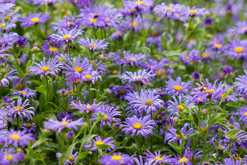 Alpine Aster (Aster alpinus)