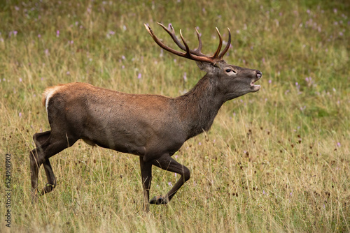 Young red deer  cervus elaphus  stag roaring while galloping on a meadow with yellow grass in autumn. Wild animal in motion from side view. Mammal running and making loud sound with open mouth.