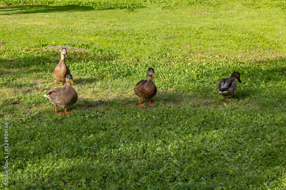 The most common dabbling duck species is the mallard, but the northern pintail, the European wigeon and various teals are also dabblers.,Skellefteå,Västerbottens county,Sweden,scandinavia,Europe The most common dabbling duck species is the mallard, but the northern pintail, the European wigeon and various teals are also dabblers.,Skellefteå,Västerbottens county,Sweden,scandinavia,Europe