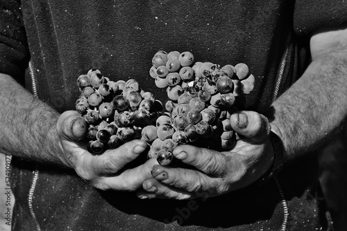 Mains de vigneron portant du raisin photo