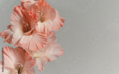 Coral pink gladiolus on grey background, with copy space photo
