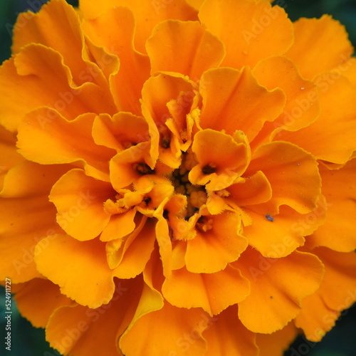Flowers of bright orange-yellow marigolds close-up (Tagetes). Leningrad region, Russia. © Alexey_Ivanov