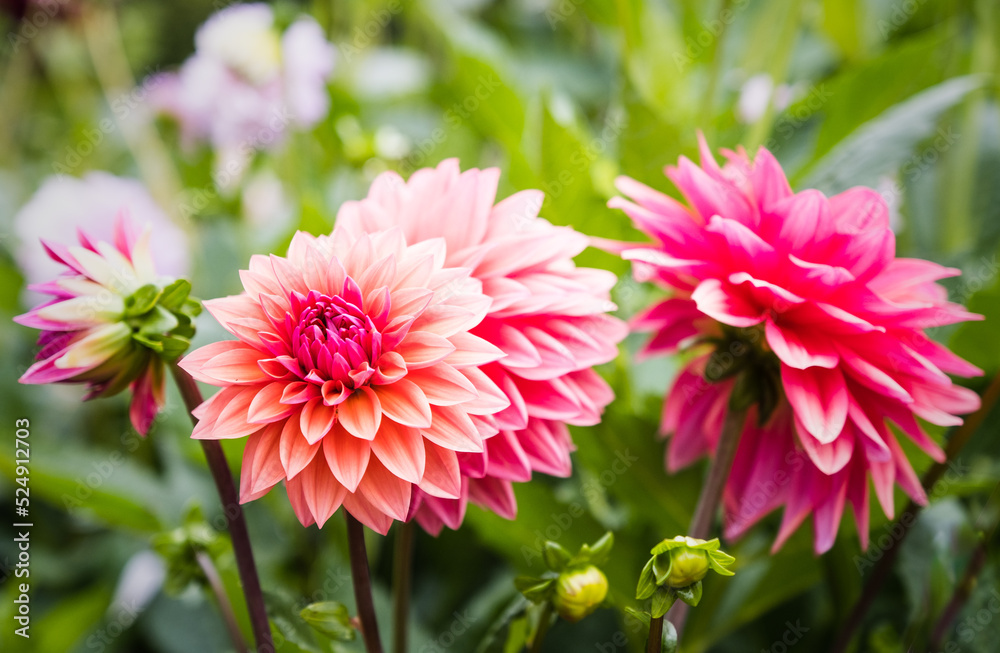 Dahlias In The Walled Gardens Of Rousham House Gardens, Oxfordshire