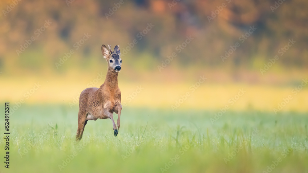 Roe deer, capreolus capreolus, buck running fast on a meadow in summer illuminated by morning sun. Roebuck sprinting fast with copy space and blurred background. Morning scenery with animal wildlife. Roe deer, capreolus capreolus, buck running fast on a meadow in summer illuminated by morning sun. Roebuck sprinting fast with copy space and blurred background. Morning scenery with animal wildlife.