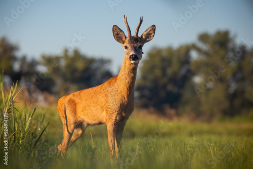 Roe deer, capreolus capreolus, buck standing on a green meadow illuminated by morning sun with trees and sky in the background. Wild animal with antlers watching with interest from side view.