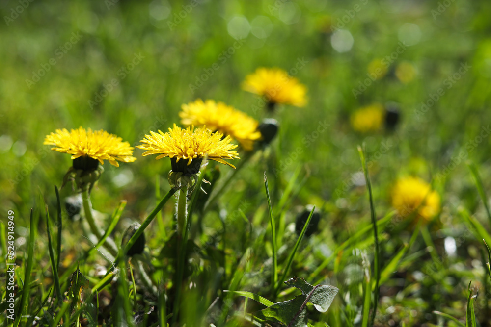Beautiful yellow dandelions on sunny day, closeup Beautiful yellow dandelions on sunny day, closeup