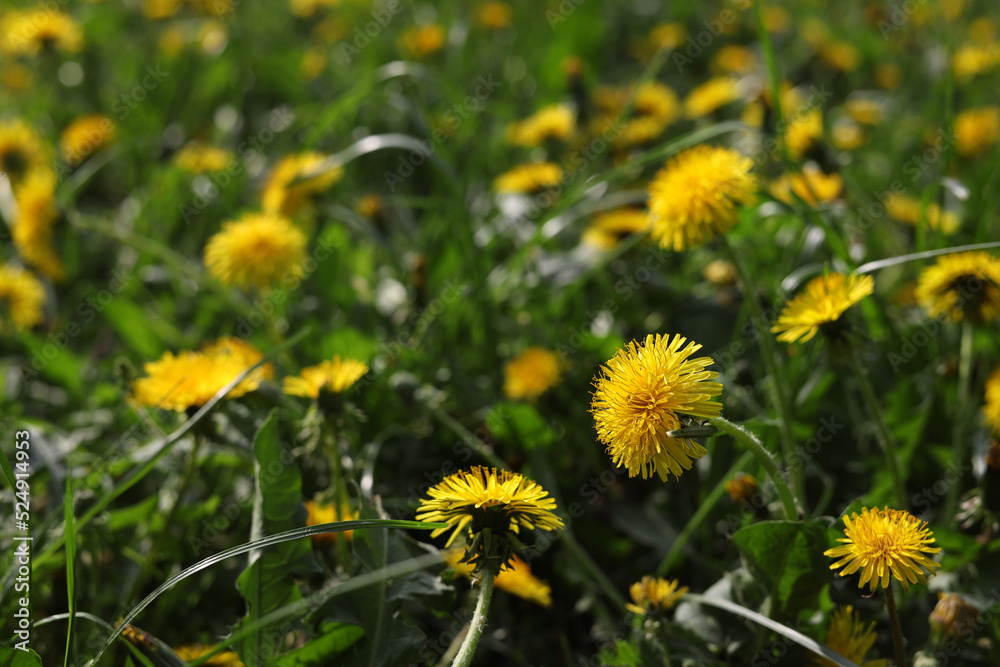 Beautiful bright yellow dandelions in green grass on sunny day, closeup Beautiful bright yellow dandelions in green grass on sunny day, closeup