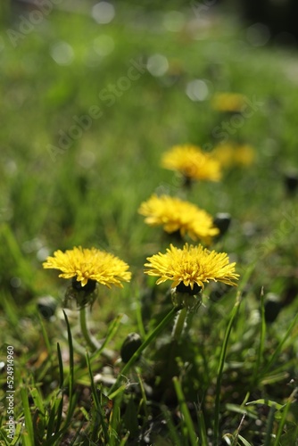 Beautiful yellow dandelions on sunny day  closeup