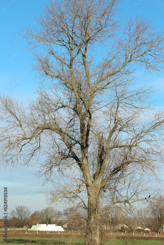 Ein kahler Baum auf dem Feld im Frühling Ein kahler Baum auf dem Feld im Frühling