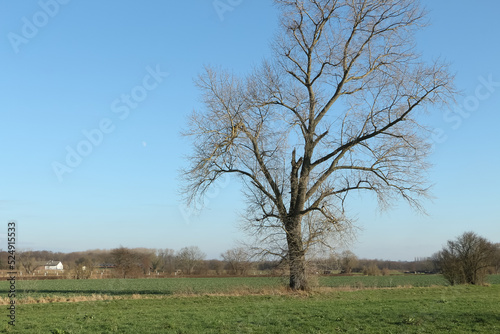 Ein kahler Baum auf dem Feld im Frühling