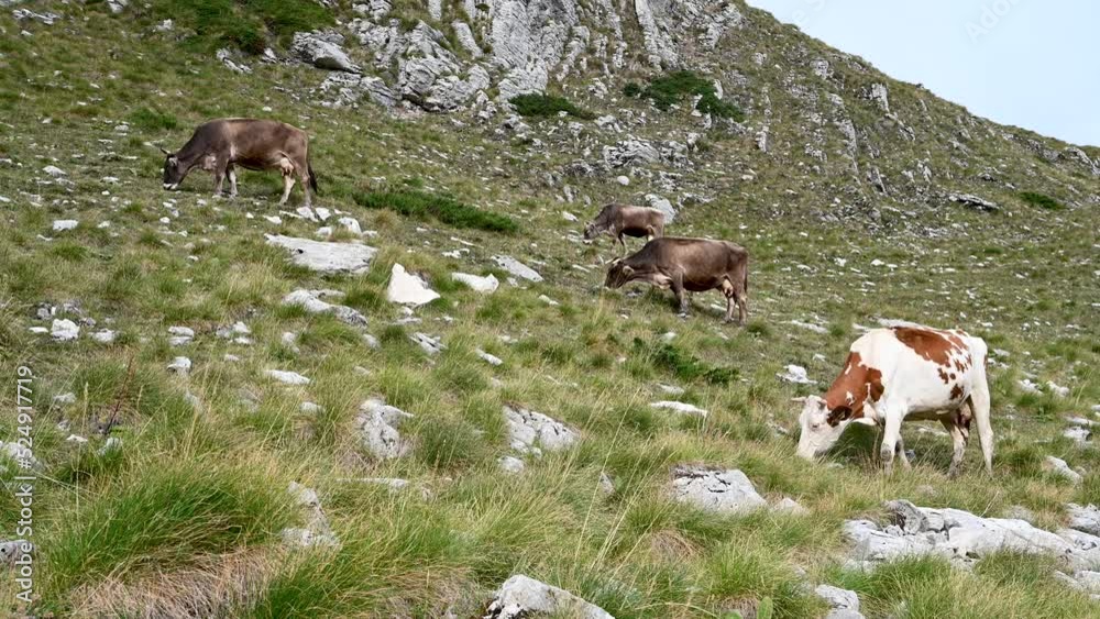 Cows grazing the pastures in mountain. Herd of cows grazing grass. Group of domestic cows on meadow eating green grass. Cows grazing the pastures in mountain. Herd of cows grazing grass. Group of domestic cows on meadow eating green grass.