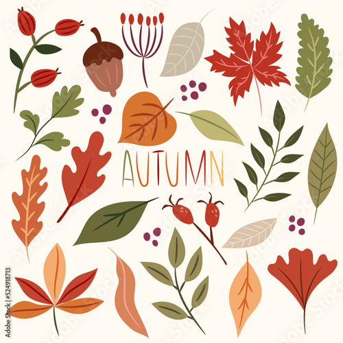 Elements of autumn plants for decoration. Fall leaves