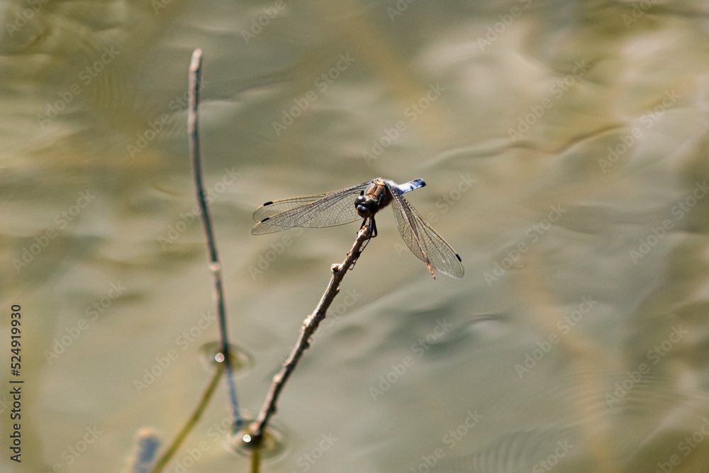 dragonfly on a branch in the water of a pond dragonfly on a branch in the water of a pond