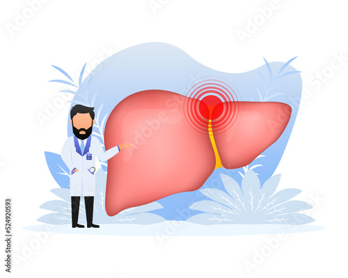 Liver anatomy structure. Digestive gallbladder organ. Vector illustration.