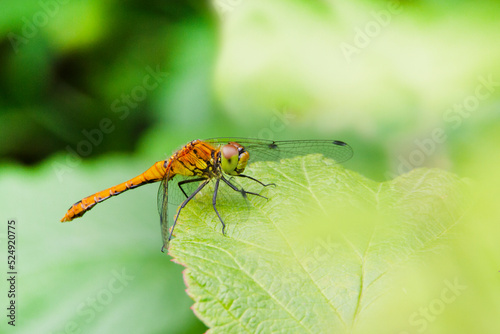 A yellow dragonfly is sitting on a branch in the garden.