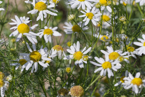 Wild Daisies in a Field